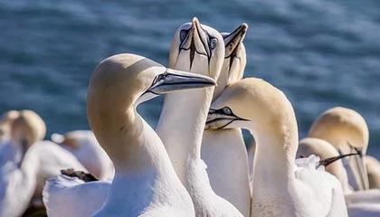 深圳供电局取得虚拟电厂调峰市场聚合竞标曲线预测方法专利