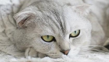 恒实科技：积极参与建设深圳区域园区及商业楼宇综合能源系统和深圳的负荷侧虚拟电厂