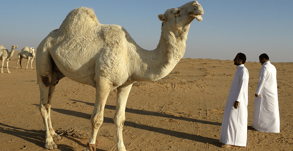 在Noon平台销售,VAT应在哪个系统报税?如果延迟申报会有什么处罚?