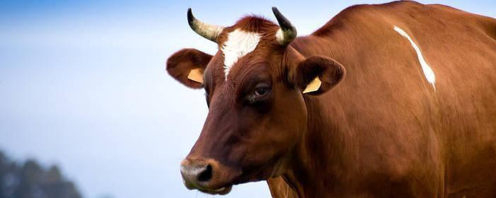 富国天惠成长混合基金161005(富国天惠成长混合基金161005今天净直)